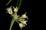 Gulf coast swallow-wort